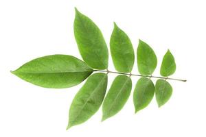 green leaves isolated on a white background photo