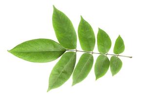 green leaves isolated on a white background photo