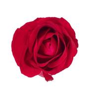 Red rose white background photo