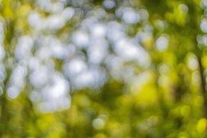 Bokeh, leaf blur, light shining through green leaves, background photo