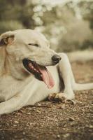 One dog with white hairs is relaxing. photo