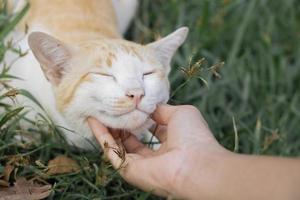 A woman who is kind to a cat photo