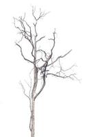 dry trees isolated on a white background photo