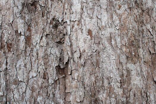dry tree bark texture background - Image photo