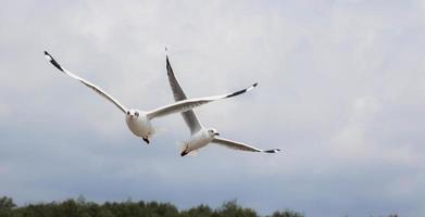 Two seagulls flying in the sky - images