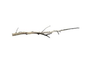 dry branches, dry branches, isolated on white background photo