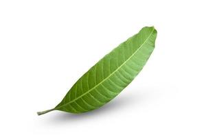 Mango leaves isolated on white background,clipping path photo