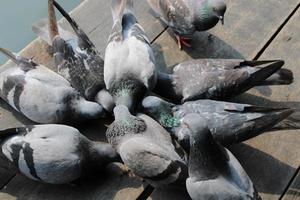Many pigeons are eating food from the floor - images photo