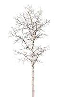 dry dead trees in autumn isolated on white background photo