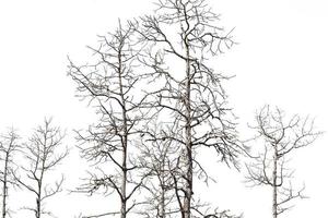 dry dead trees in autumn isolated on white background photo