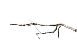 dry branches, dry branches, isolated on white background photo