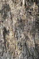 Background bark, rough surface of the bark photo