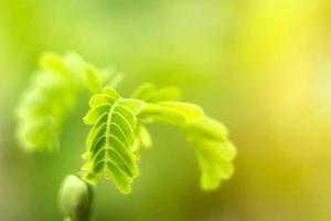 Blurred Leaves Abstract Background Green Leaf Bokeh Blurred Nature Bokeh nature wallpaper. Bokeh photo