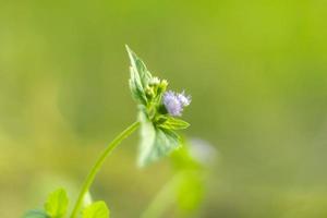 Blurred Leaves Abstract Background Green Leaf Bokeh Blurred Nature Bokeh nature wallpaper. Bokeh photo
