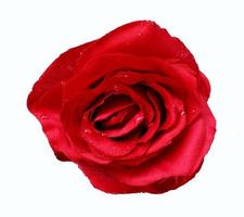 Fake rose white background photo