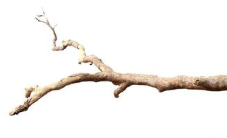 Dry branches, white background photo