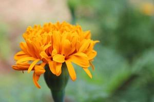 One marigold flower photo