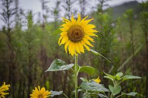 Beautiful sunflower in the morning photo