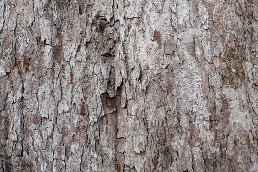 dry tree bark texture background - Image photo