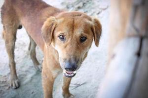 los perros callejeros marrones tienen hambre foto