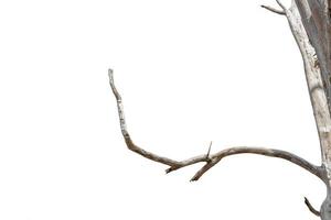 dry branches, dry branches, isolated on white background photo