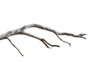 dry branches, dry branches, isolated on white background photo