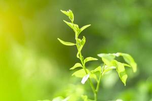 Blurred Leaves Abstract Background Green Leaf Bokeh Blurred Nature Bokeh nature wallpaper. photo