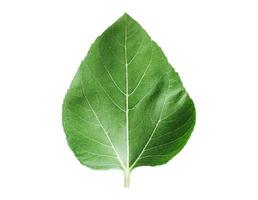 Sunflower leaves isolated on white background,clipping path photo