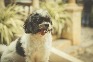 One dog with white and black fur is looking. photo