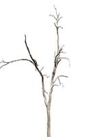 dead trees, dry trees in Thailand isolated on a white background photo
