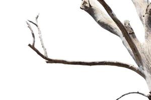 dry branches, dry branches, isolated on white background photo