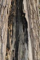 la superficie del árbol con signos de quemaduras foto