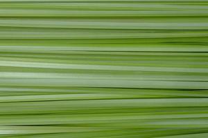 fondo de planta verde. ciervo forrado foto