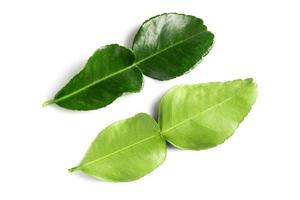 kaffir lime leaves isolated on a white background photo