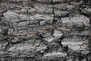 Background bark, rough surface of the bark-image photo