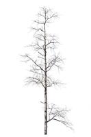 dry dead trees in autumn isolated on white background photo