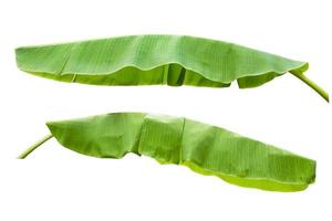 banana leaves isolated on a white background photo