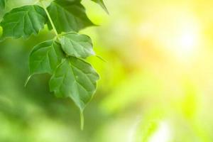 Blurred Leaves Abstract Background Green Leaf Bokeh Blurred Nature Bokeh nature wallpaper. Bokeh photo
