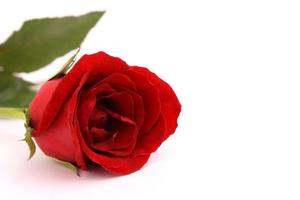 red rose isolated photo