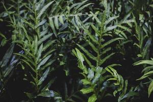 Green leaves in the tropical rain forest in Thailand photo