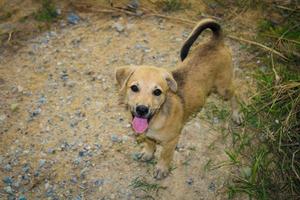 Homeless puppies are looking photo