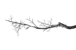 dry branches, dry branches, isolated on white background photo