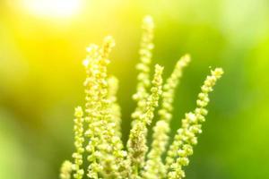 Blurred Leaves Abstract Background Green Leaf Bokeh Blurred Nature Bokeh nature wallpaper. Bokeh photo