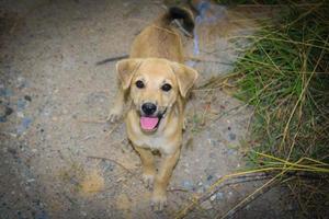 Homeless puppies are looking photo