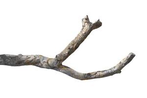 dry branches, dry branches, isolated on white background photo