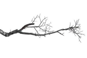 dry branches, dry branches, isolated on white background photo