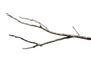 dry branches, dry branches, isolated on white background photo