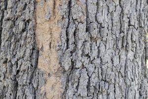 Termites on tree bark, mud from termites on tree trunks. photo