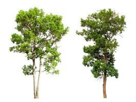tropical trees isolated on white background photo
