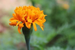 One marigold flower photo